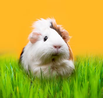 Moki and Co - Hamster