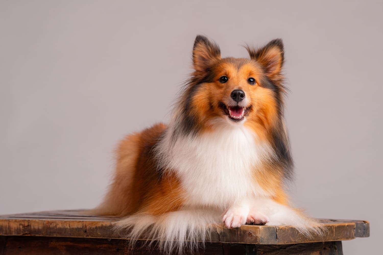 Creating healthier lives for pets