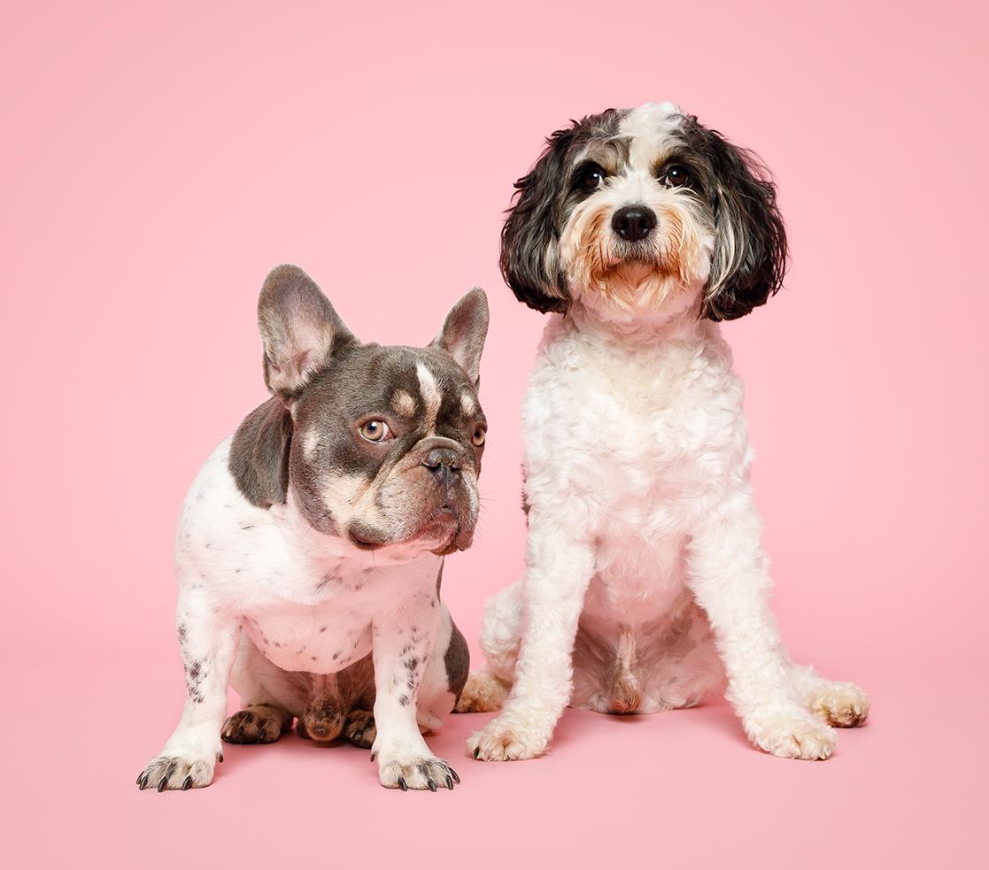 Emerging pet industry sectors Asia-Pacific
