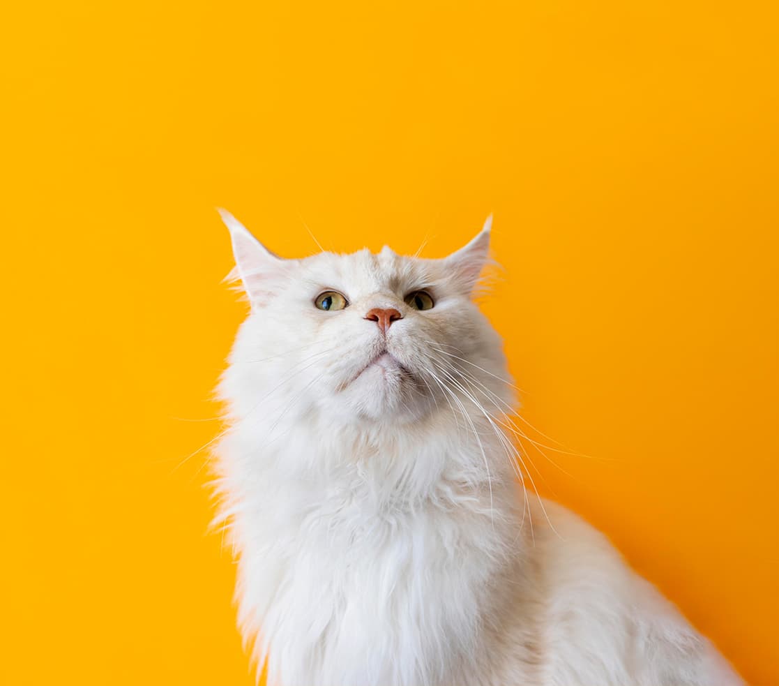 Pet market analysis APAC region