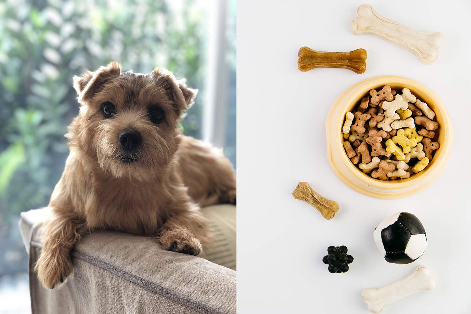 Pet food industry investment APAC