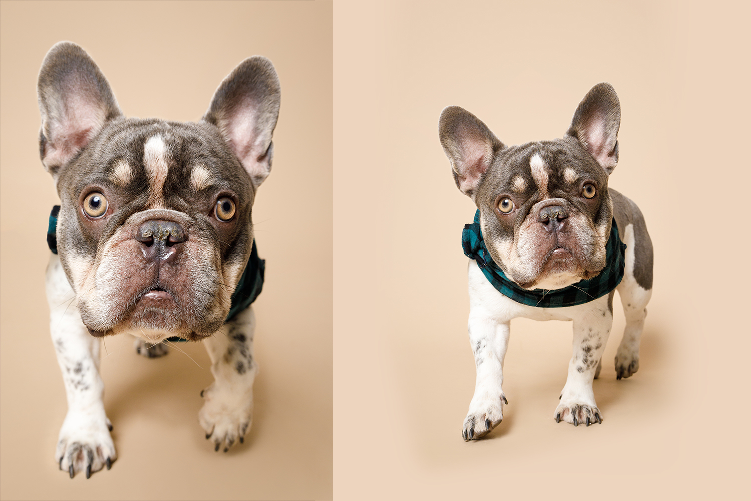 Pet tech startups Asia-Pacific