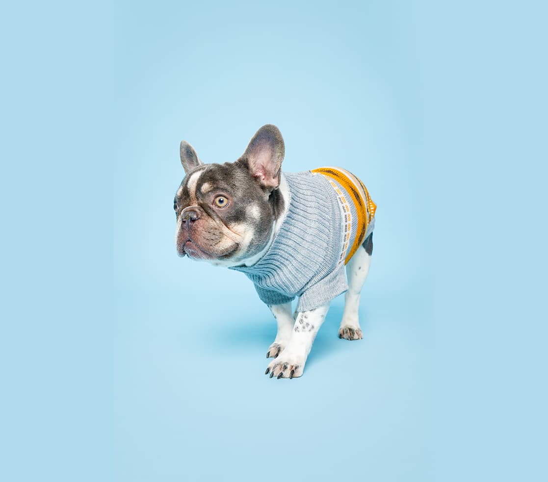 Healthy and happy pets